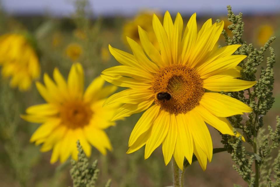 Sarah coxh tweet media