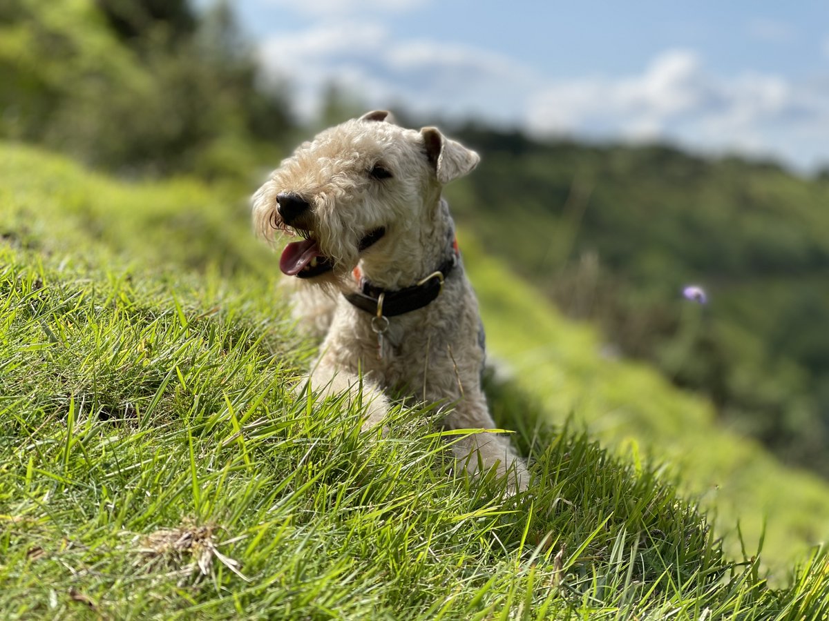 Bertie Lakeland tweet media
