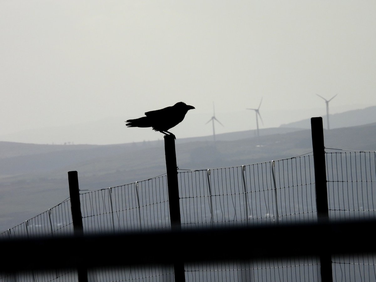 Ellie 🌲🌼🦜 tweet media