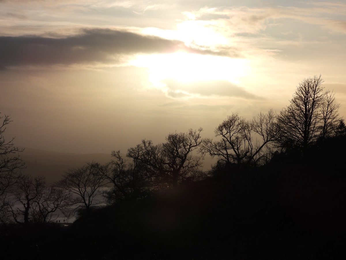 Ellie 🌲🌼🦜 tweet media