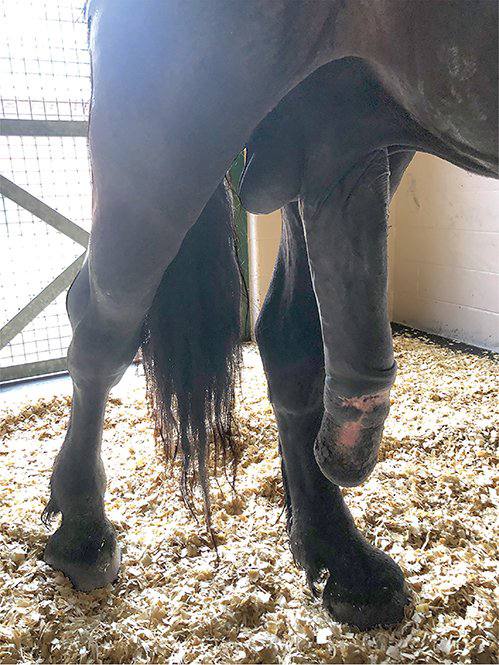 BBC HORSE FINDOM tweet media