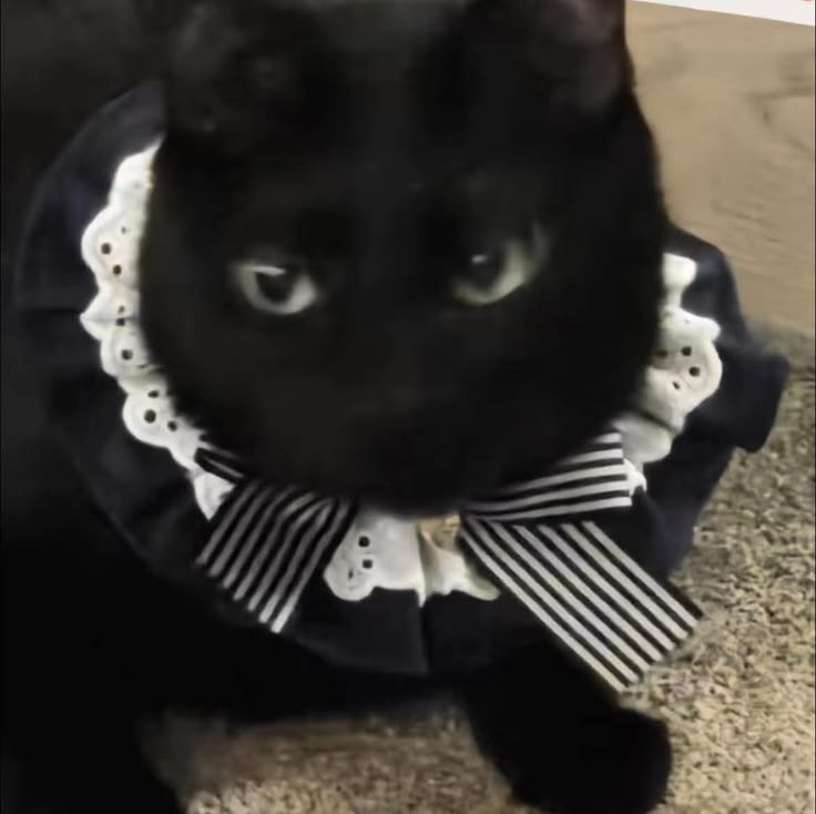 𝖒𝖎𝖌𝖚𝖊𝖑⁷ 🪭 tweet media