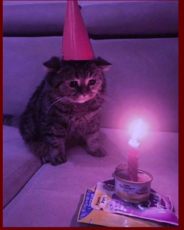 yoqo is already dead!🪱🧠 tweet media