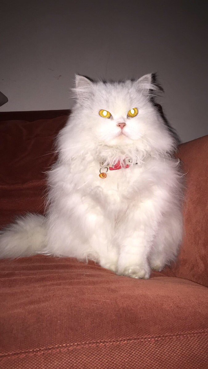 Gerard_Mo_'s tweet photo. Te voy a extrañar mucho Pelusa, te mando un apretón de pelos hasta el cielo 🐱🪽♥️ https://t.co/0fN6F8CMSq
