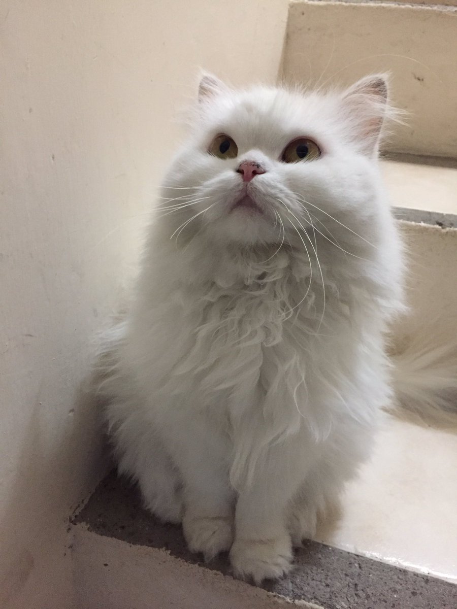 Gerard_Mo_'s tweet photo. Te voy a extrañar mucho Pelusa, te mando un apretón de pelos hasta el cielo 🐱🪽♥️ https://t.co/0fN6F8CMSq