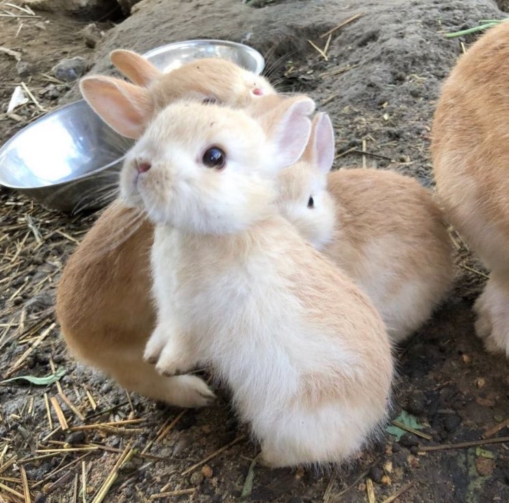 rai!⁸¹ tweet media