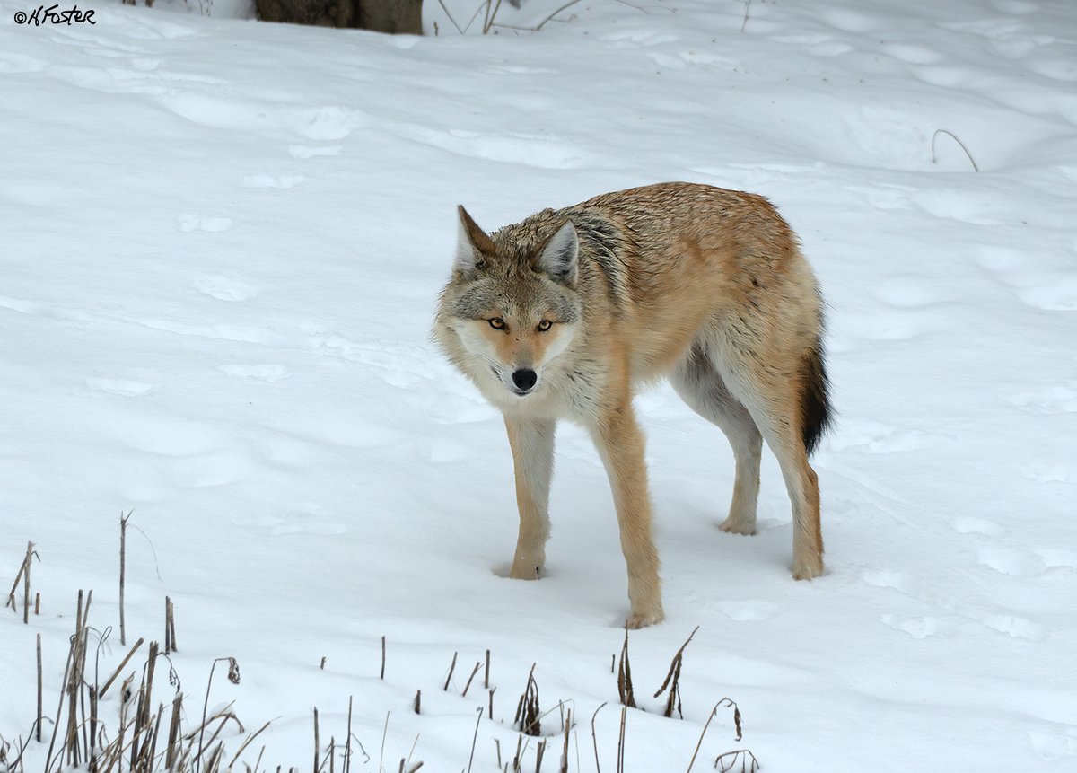 Harry Foster tweet media