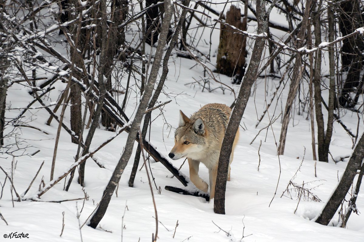 Harry Foster tweet media