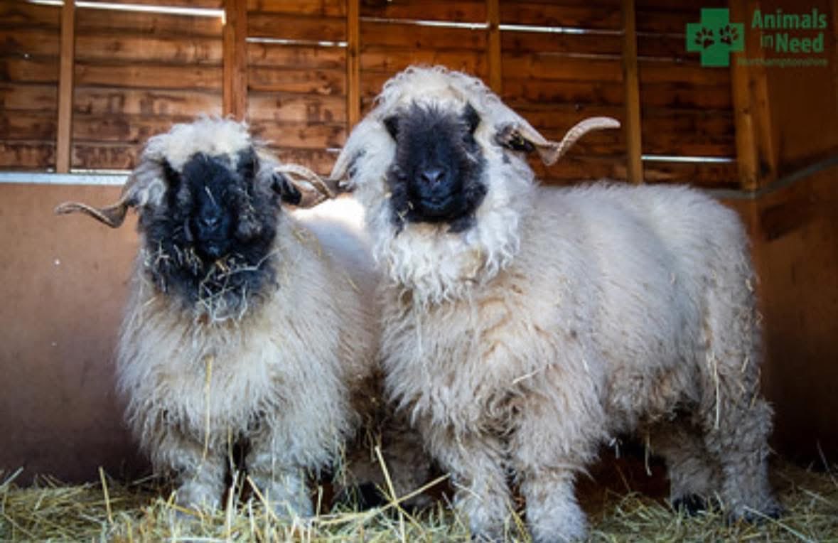 Animals in Need UK tweet media