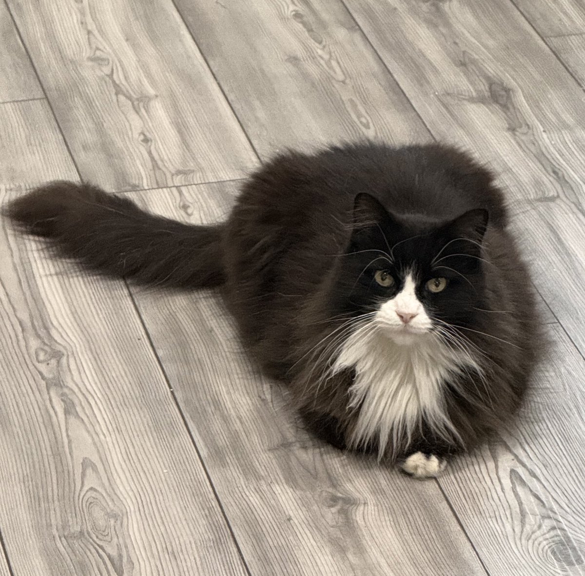 The Redheaded libertarian tweet media