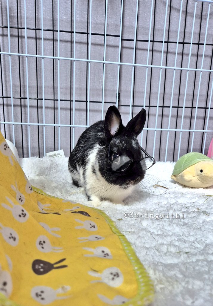 🌸Bom🐾봄이ᕱᕱ🐰🌱 tweet media