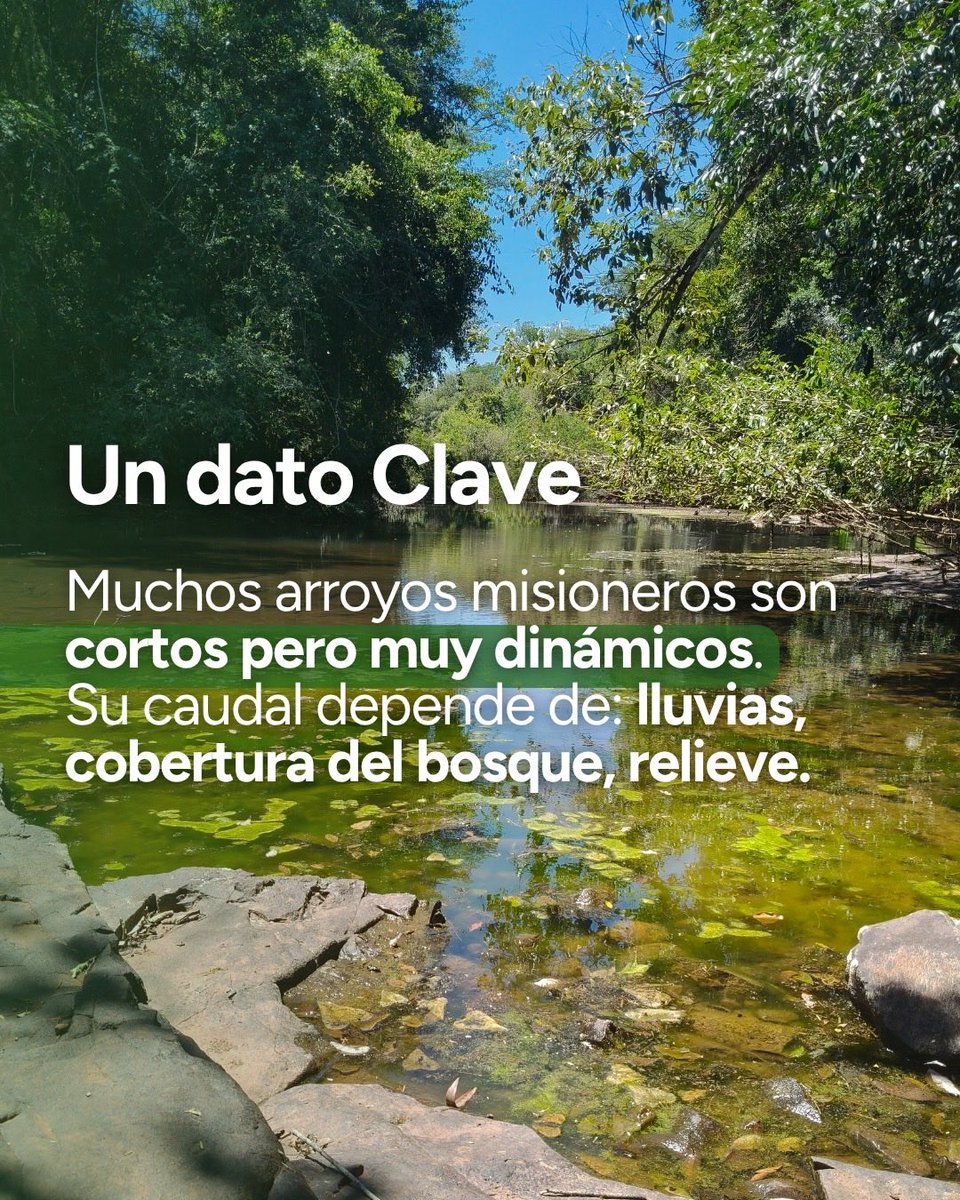 Instituto Misionero de Biodiversidad tweet media