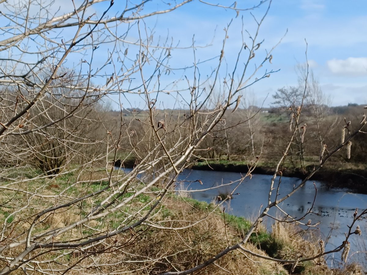 EadhaAspen's tweet photo. Some of the male Aspens which we planted about 12 years ago are flowering likely stimulated by quite a warm dry spring last year. Still looking for that elusive female flowering. #paintingscotlandyellow https://t.co/33Azobor5g