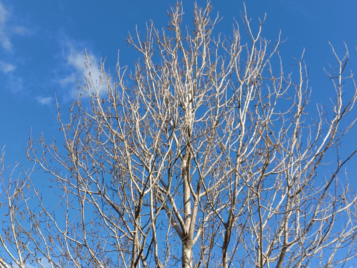 EadhaAspen's tweet photo. Some of the male Aspens which we planted about 12 years ago are flowering likely stimulated by quite a warm dry spring last year. Still looking for that elusive female flowering. #paintingscotlandyellow https://t.co/33Azobor5g