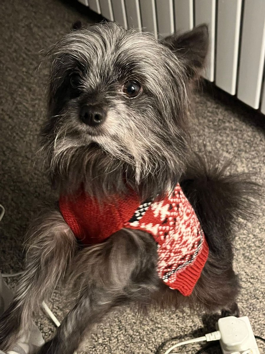 Missing Pets GB tweet media