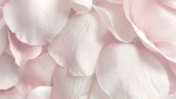 𓏸𓈒 tweet media