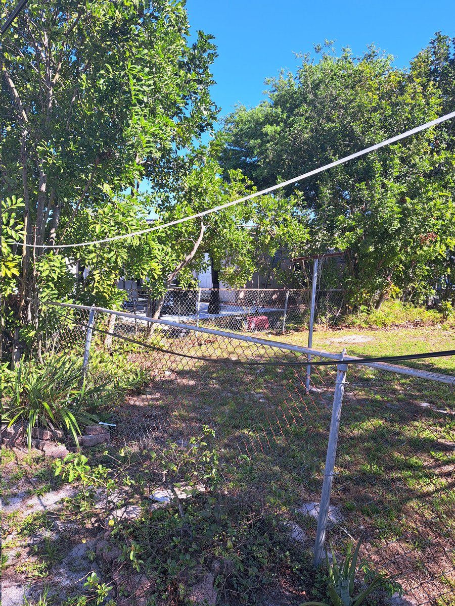 CurlySue Saccullo tweet media