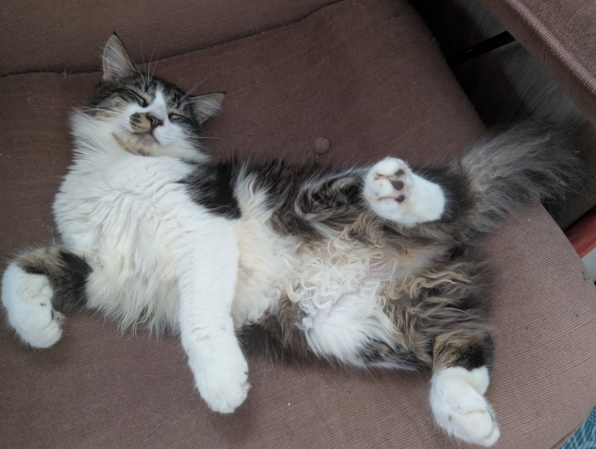 Lauranne tweet media