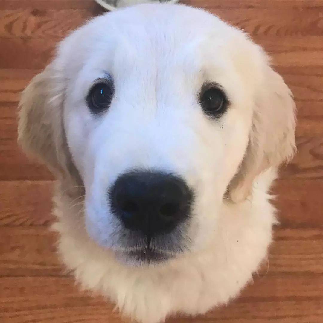 Michel Grunberg tweet media