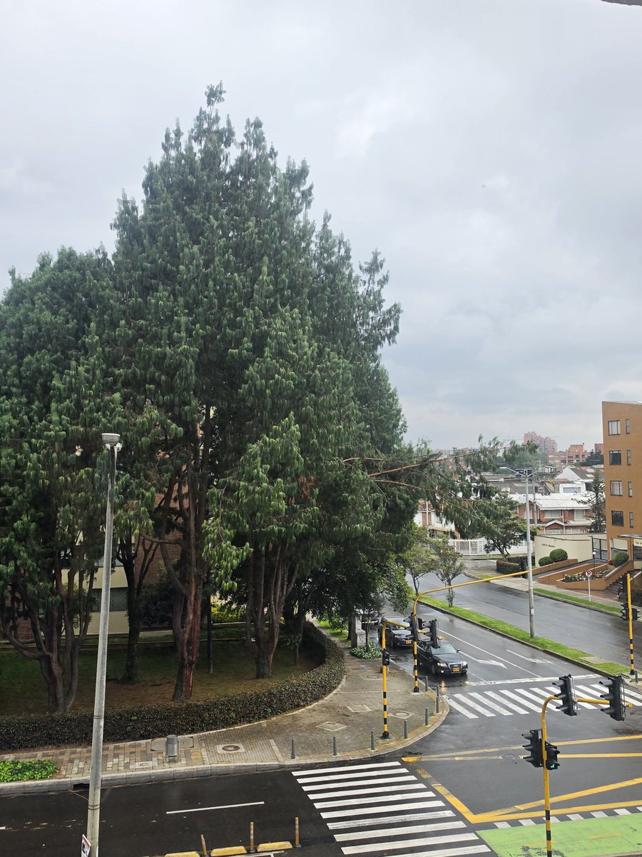 Luego del tremendo aguacero se hoy, desprendimiento de rama de este enorme árbol en la  calle 116 con 53, barrio la alhambra, localidad suba <a href="/JBotanicoBogota/">Jardín Botánico BOG</a> <a href="/Uaesp/">Uaesp</a>