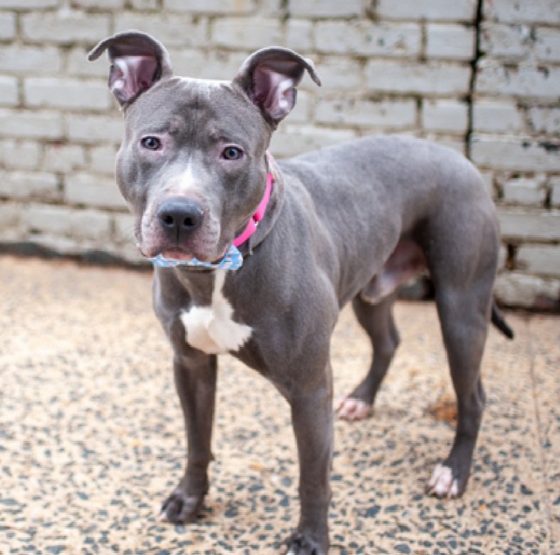 MyBoxerLuvMac1's tweet image. 💔Cupid💔
#NYCACC #247662 3y
#AdoptMe

▪️Cupid has gotten a reprieve and is off the kill list and is back in adoptions 
She still is fighting pneumonia 🚑
Please keep sharing her until she is rescued or adopted
#AdoptMe 

DM @CathyPolicky
Pls #Pledge4Rescue
💞C