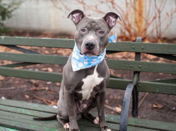 MyBoxerLuvMac1's tweet image. 💔Cupid💔
#NYCACC #247662 3y
#AdoptMe

▪️Cupid has gotten a reprieve and is off the kill list and is back in adoptions 
She still is fighting pneumonia 🚑
Please keep sharing her until she is rescued or adopted
#AdoptMe 

DM @CathyPolicky
Pls #Pledge4Rescue
💞C