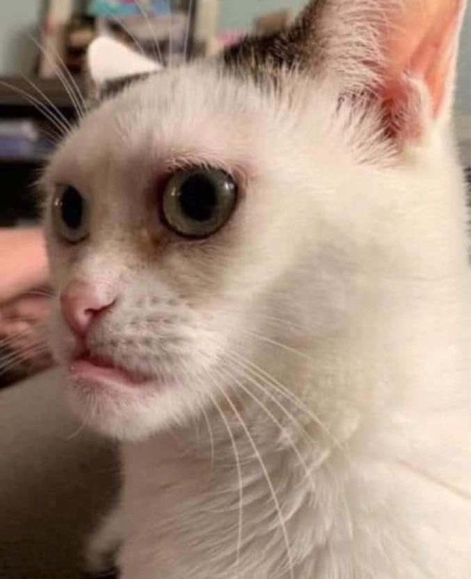 حسن 🇸🇦 tweet media