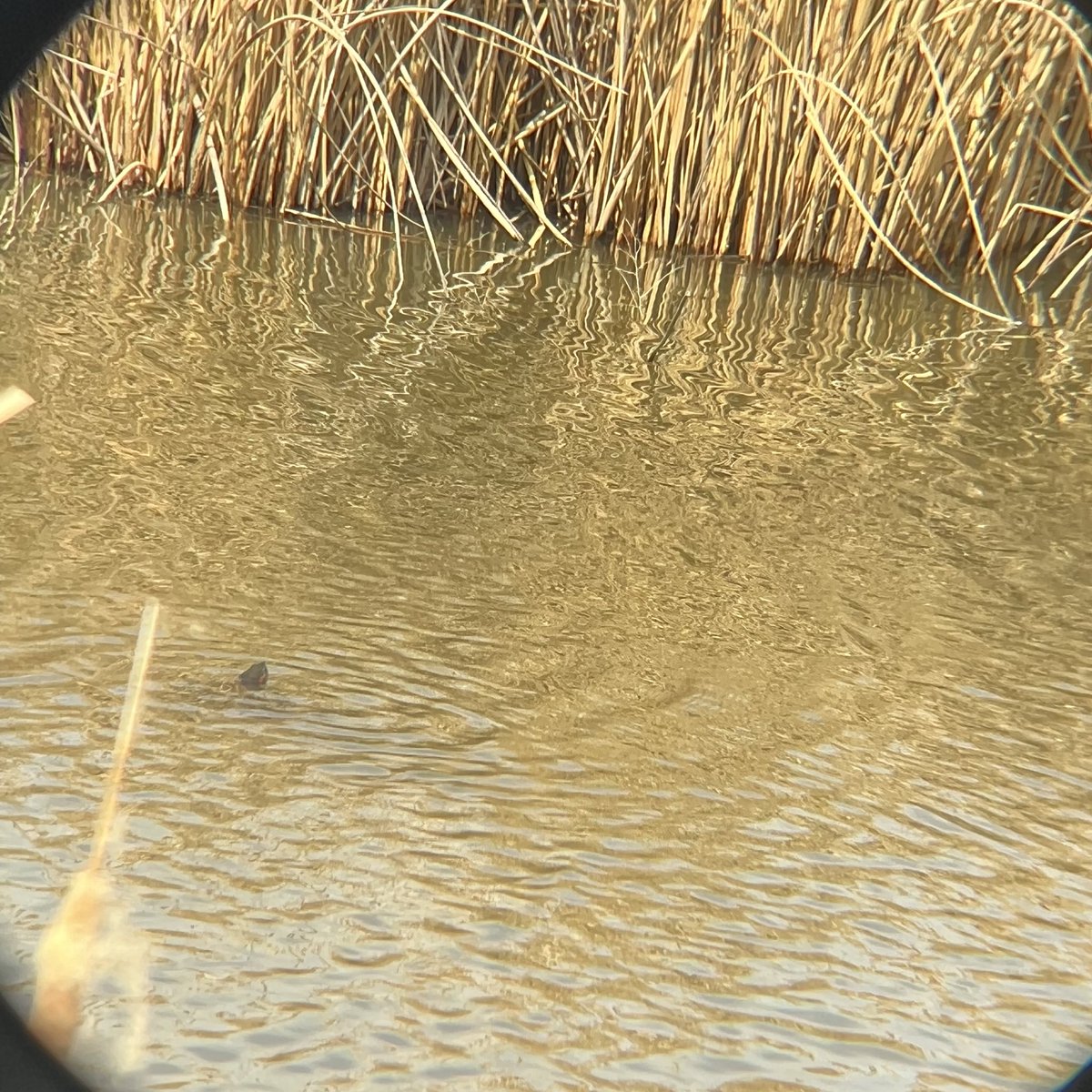 Kyle Treasure tweet media