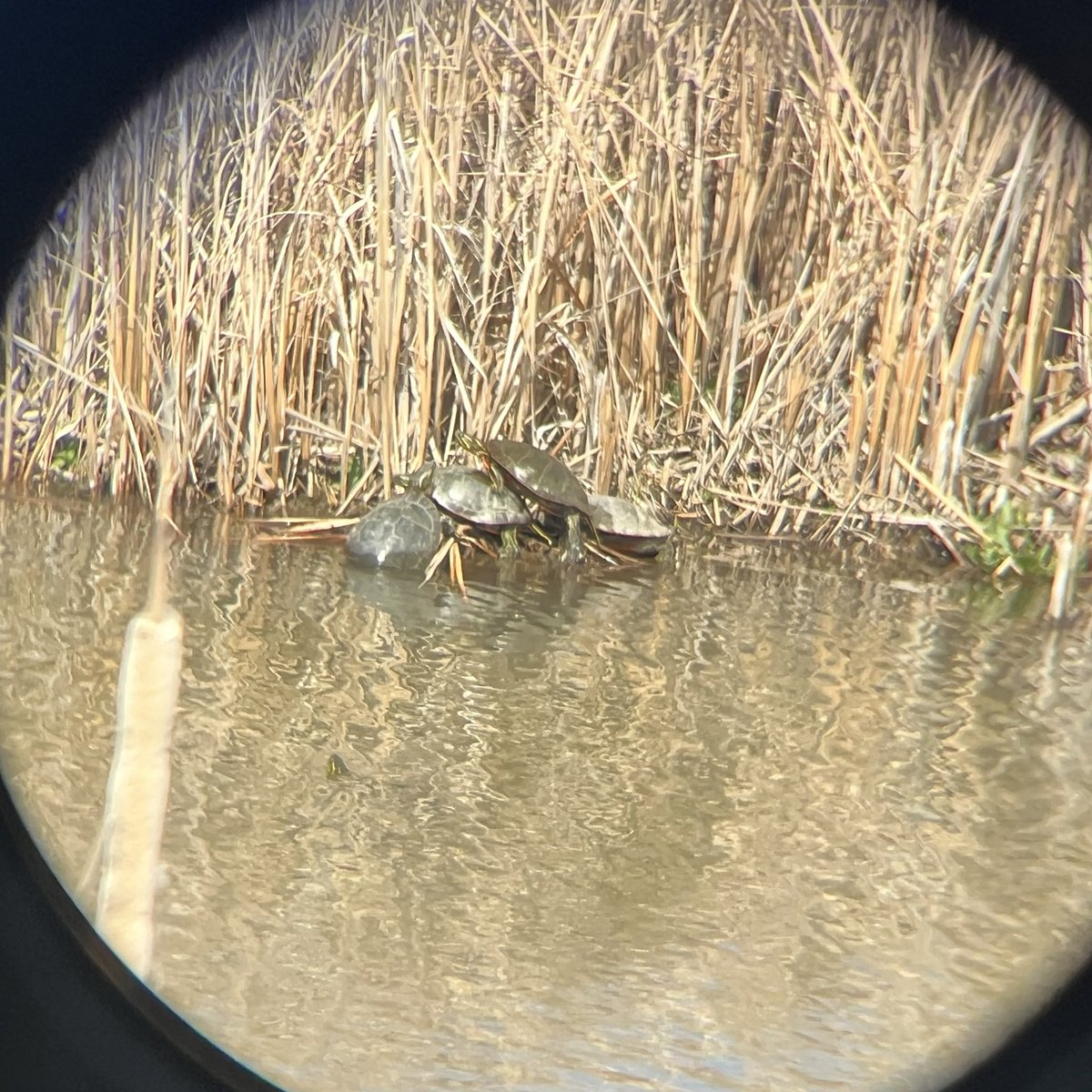 Kyle Treasure tweet media