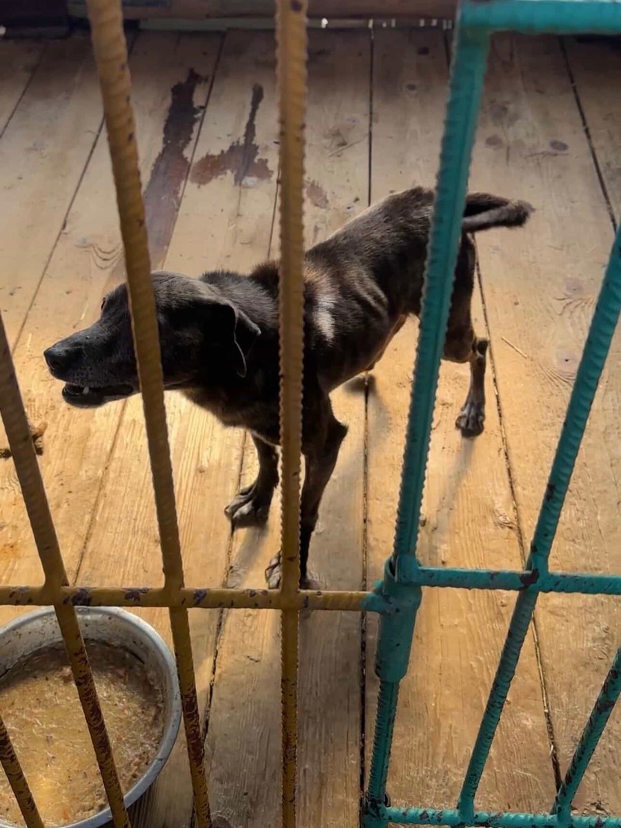 Robwalka Wolf tweet media