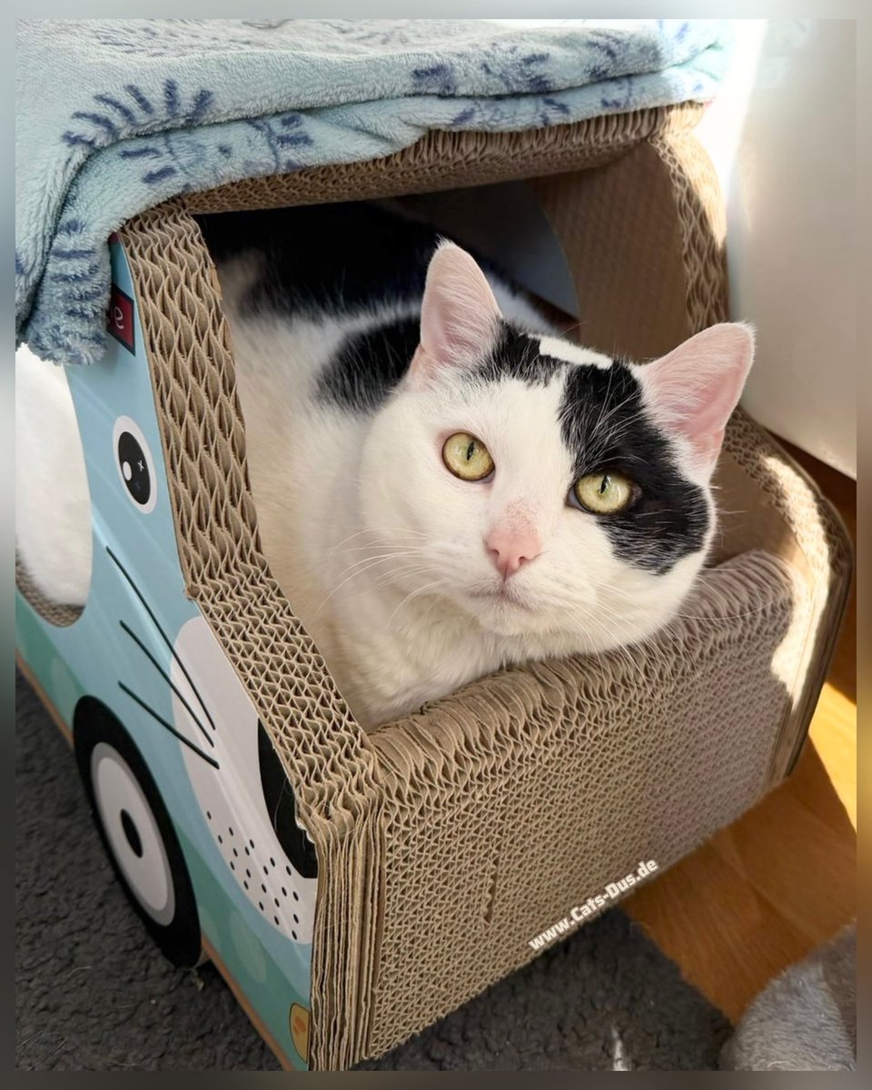 Tiger und Sternchen tweet media