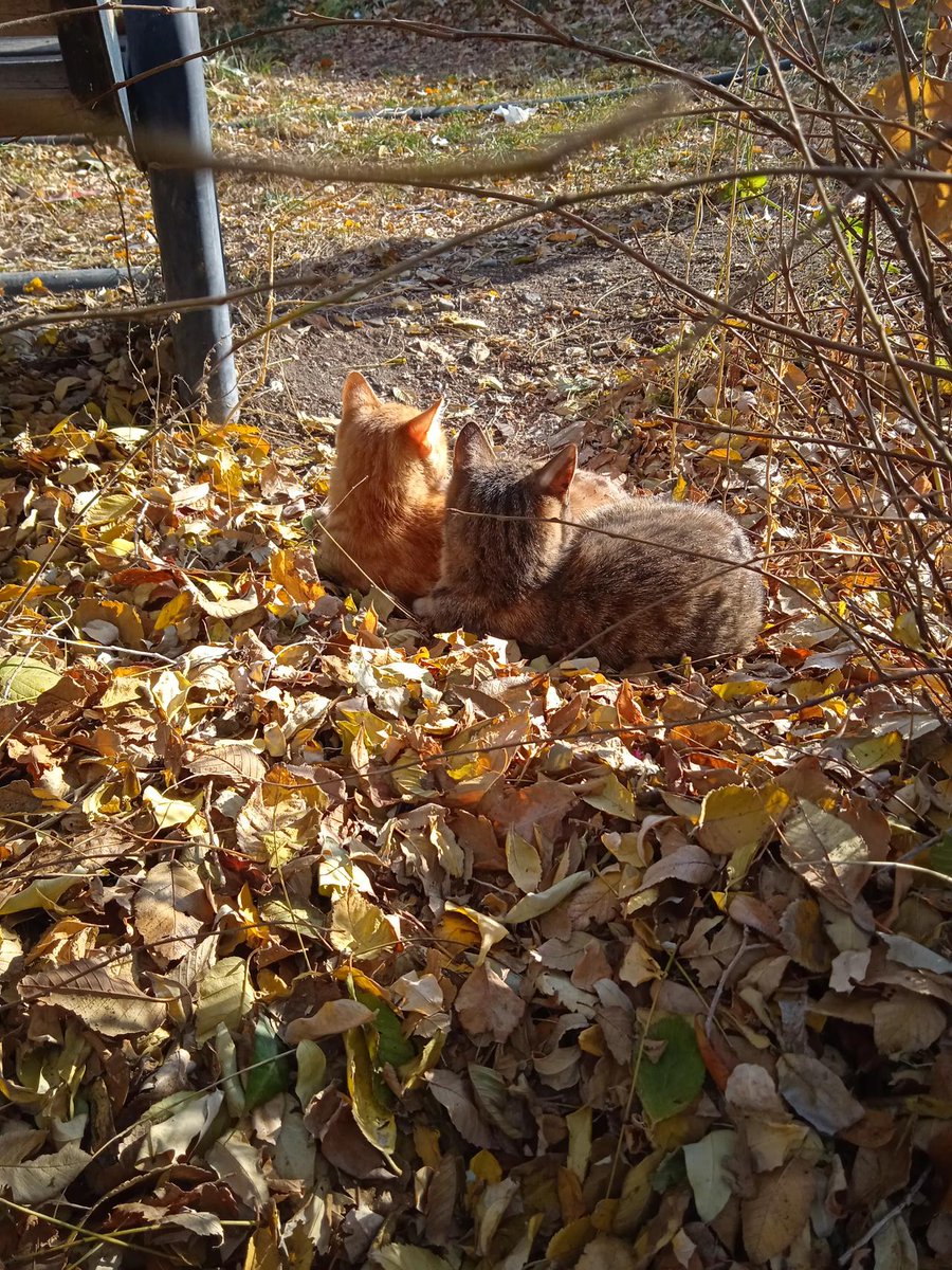 SinghRohan2's tweet photo. 街角偶遇超治愈小场景！阳光刚好落在落叶堆里，一只橘猫正抱着落叶打盹 谁懂啊，平凡瞬间里藏着的小美好～ https://t.co/YxzSPHsBpa