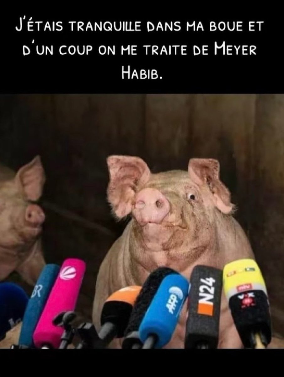 Husky31 LFI LDH 🇨🇵 🐢 ⏚ 🇵🇸 🇱🇧 🇮🇷 tweet media