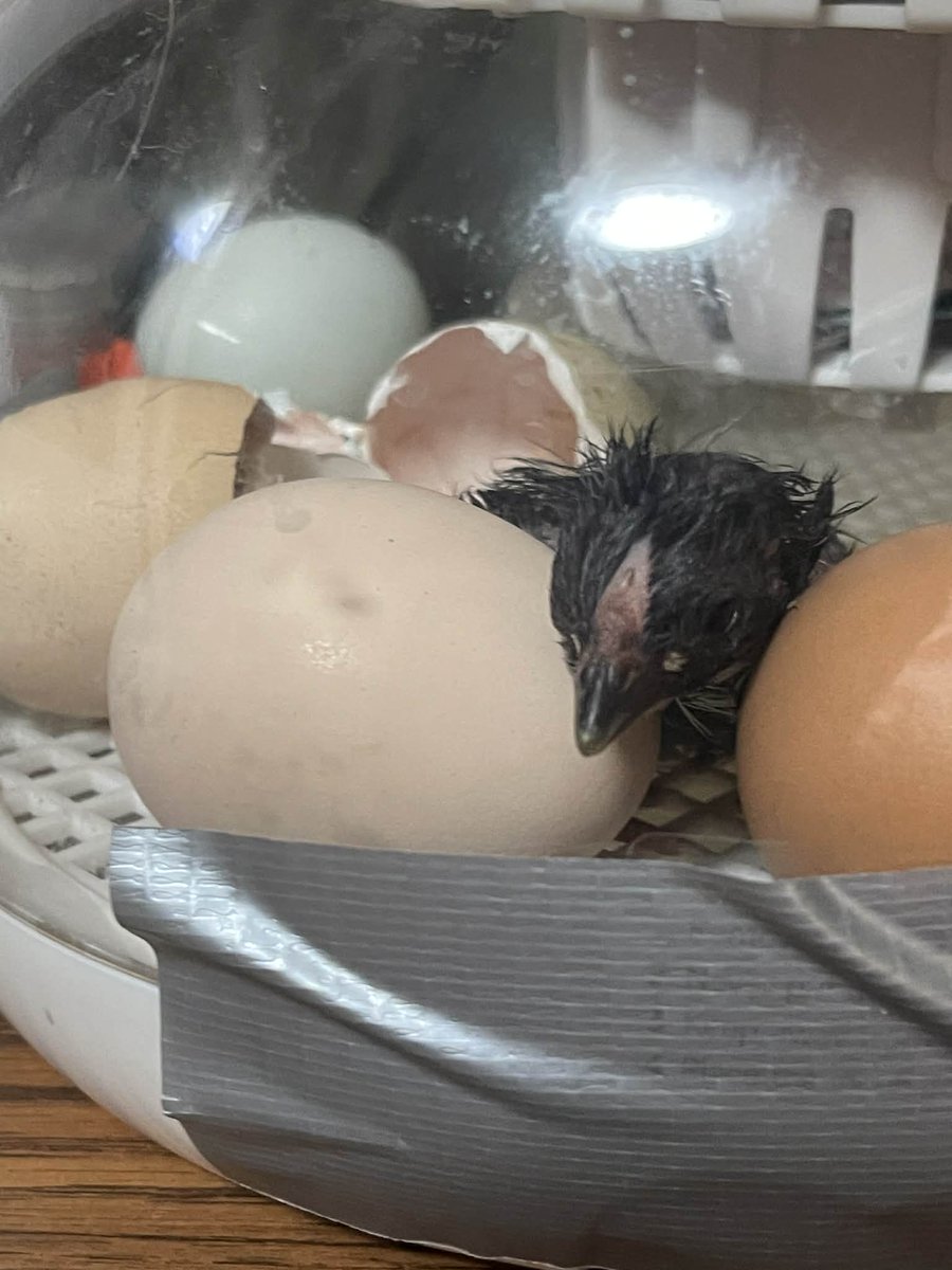 Milk & Honey Homestead tweet media