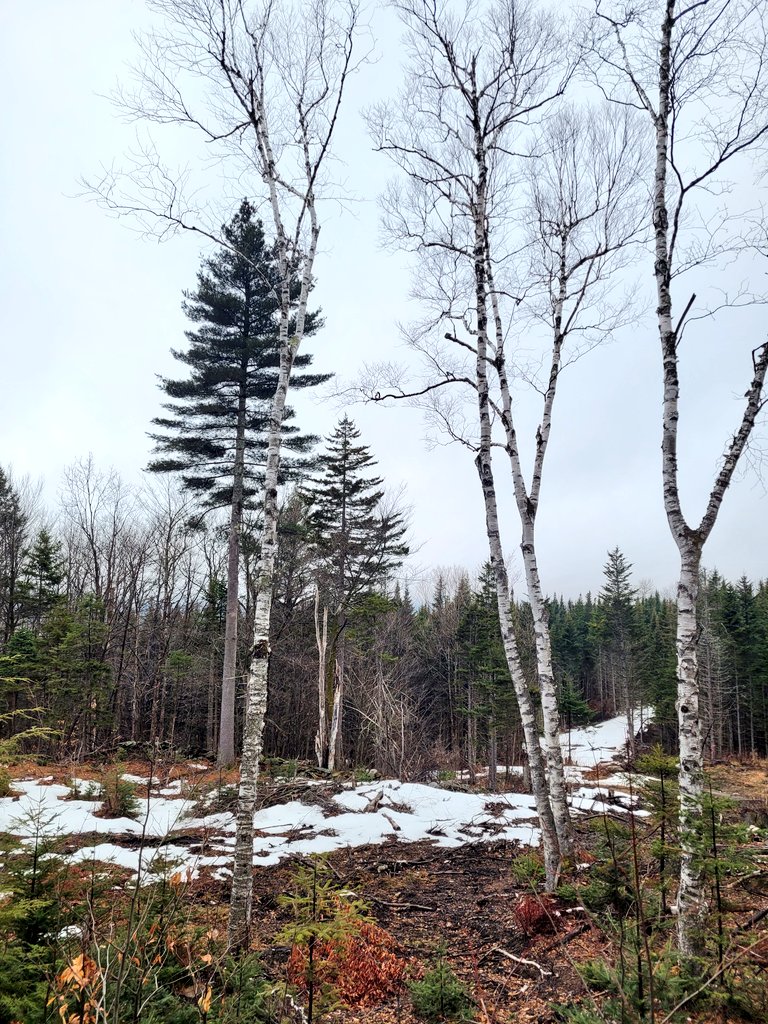 Caleb Jordan Schulz tweet media