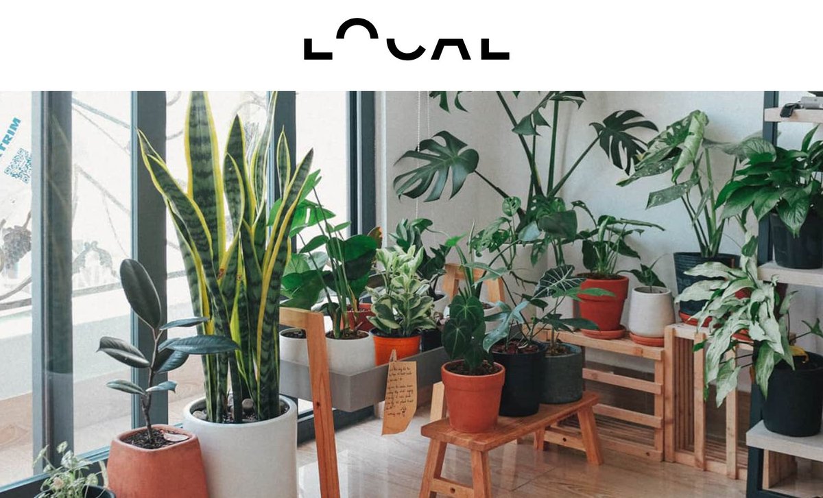 local.mx tweet media