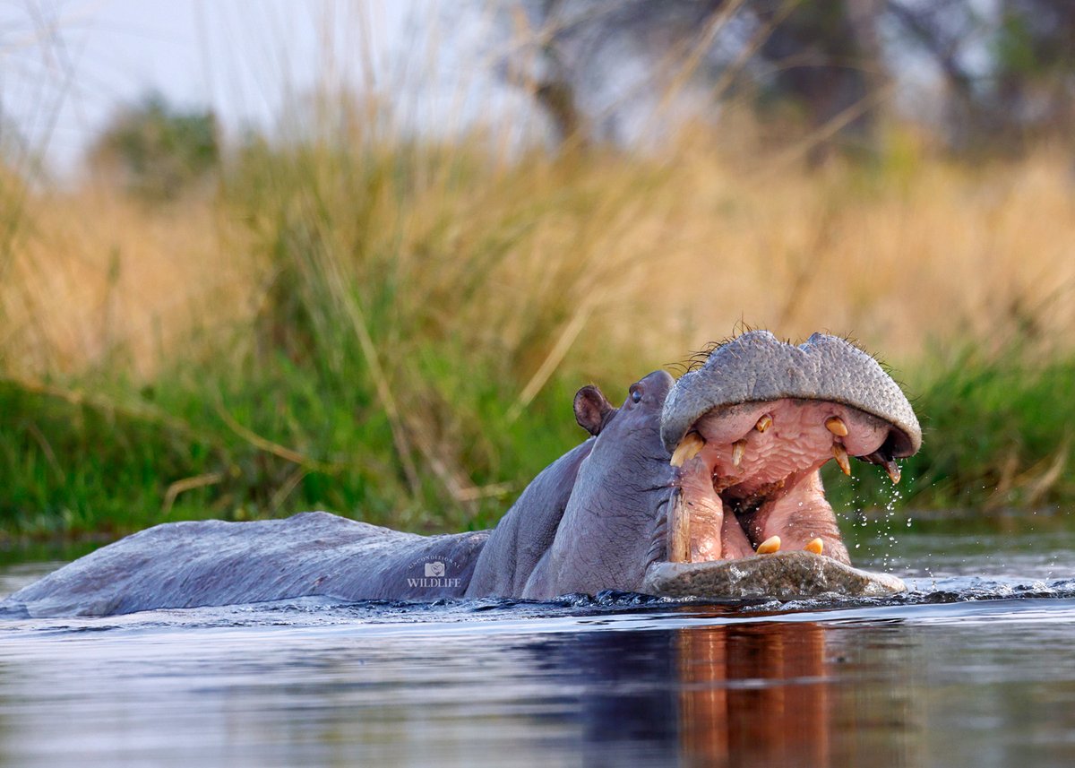 Unconditional Wildlife tweet media