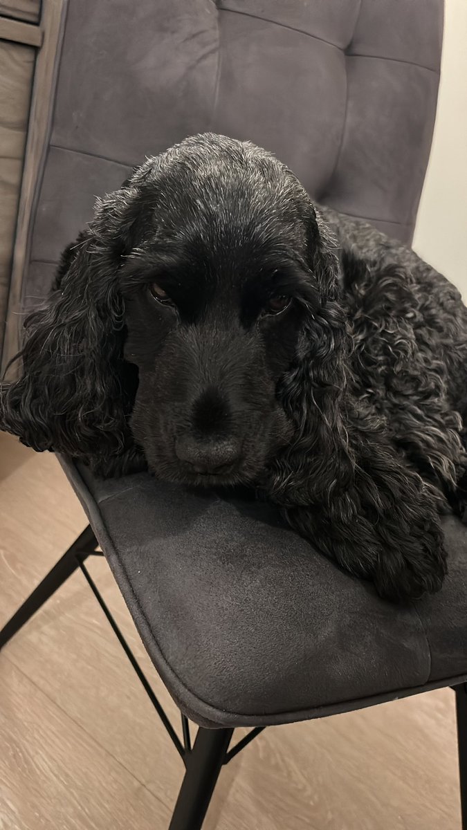 Daisy 🇮🇪 🐕🦺 & Alfie 🌈 🐕🥰 tweet media