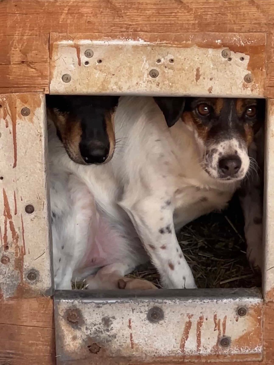 Robwalka Wolf tweet media