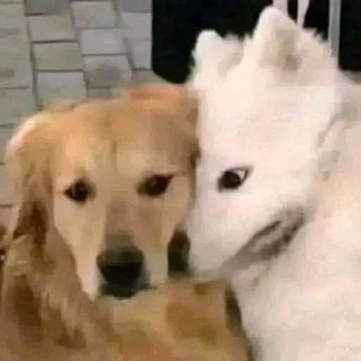 ¡Dread!🥞🍓 tweet media