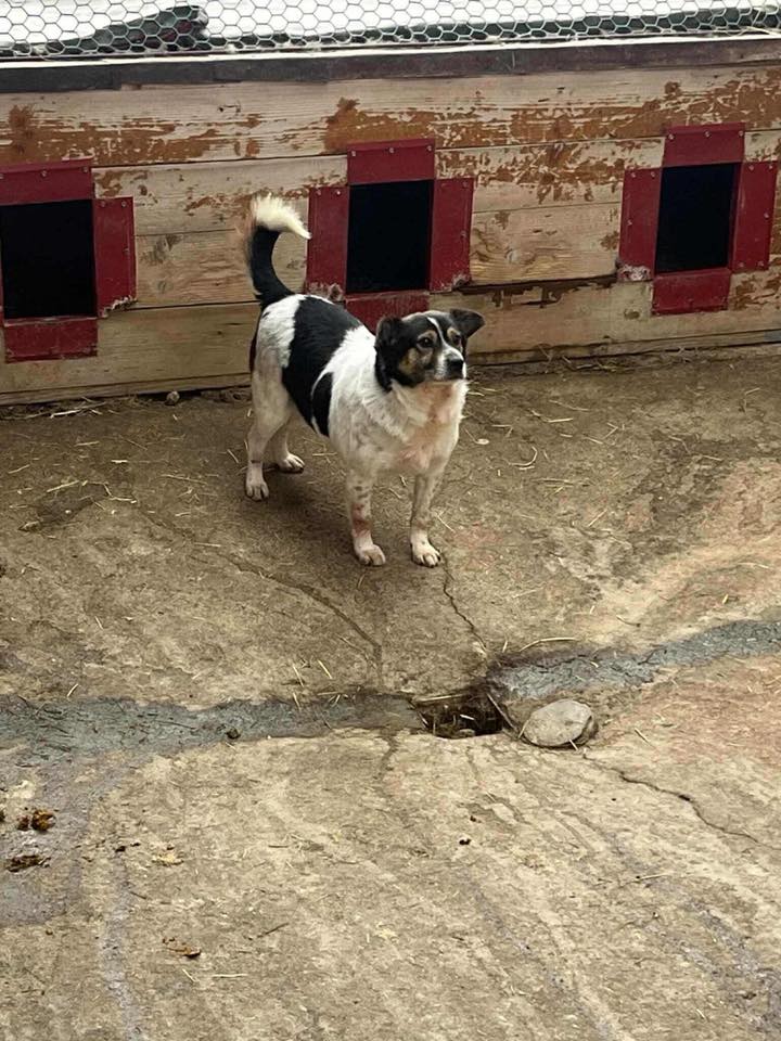 Robwalka Wolf tweet media