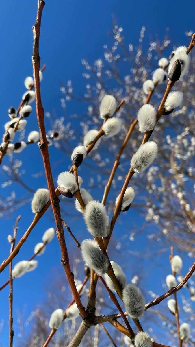 Leila Lundström tweet media