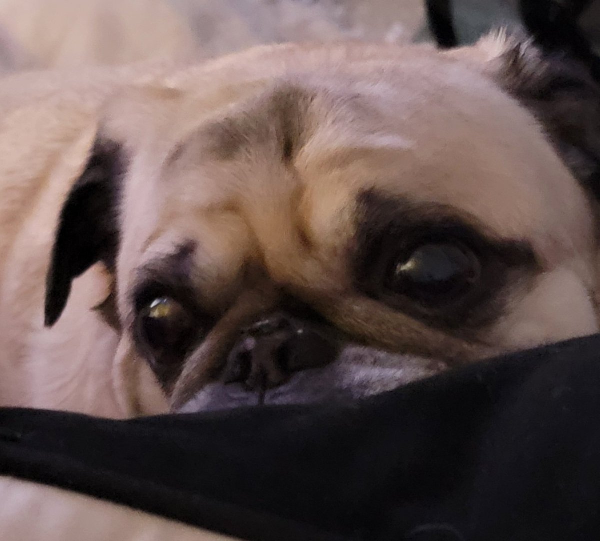 SarahPug12's tweet image. Gloomy Sunday afternoon 🌫😌 Anyway happy Sunday afternoon, friends! 🤗 #Orange #BoyBoy #SundayVibes