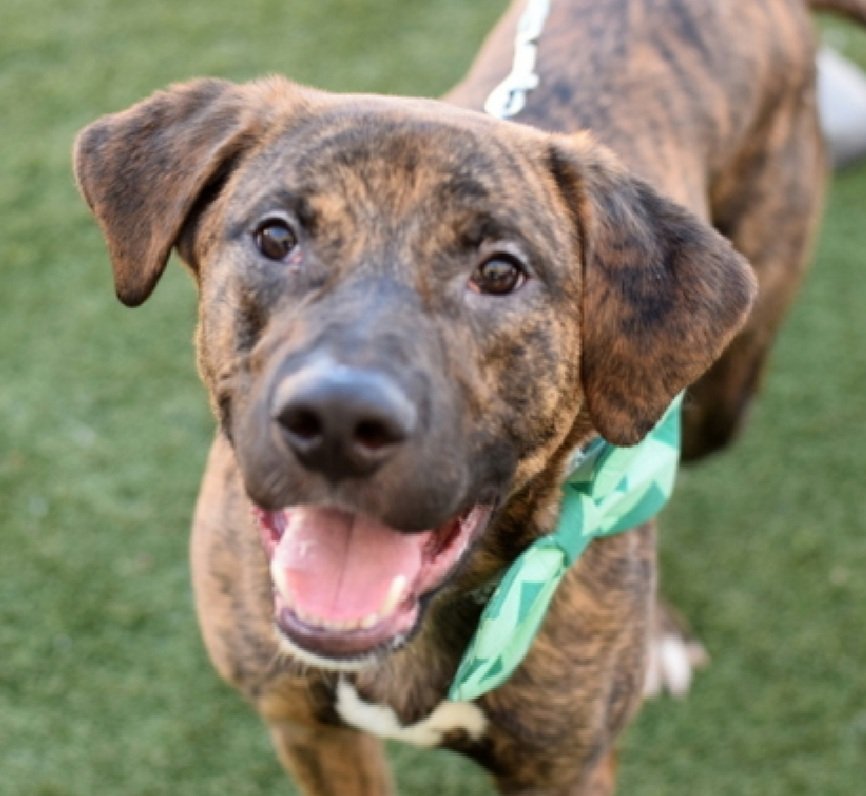 Morgan Fairchild's Dogs tweet media