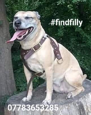 Missing Pets GB tweet media