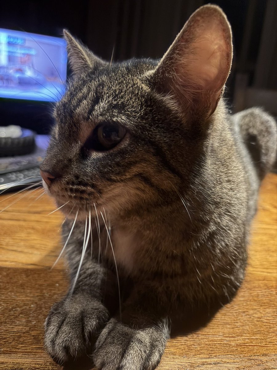 🌷 Sнirℓeу ♔ tweet media