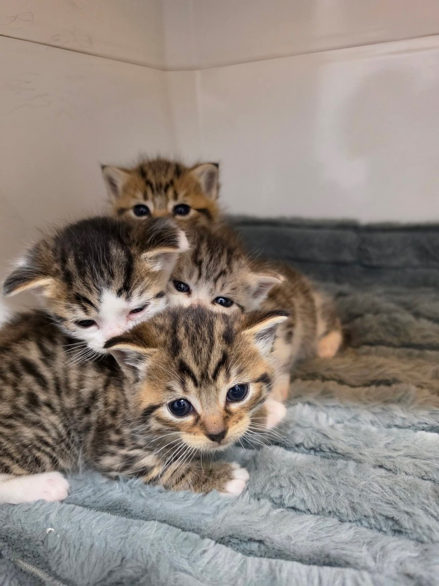 Bradford Cat Watch Rescue tweet media