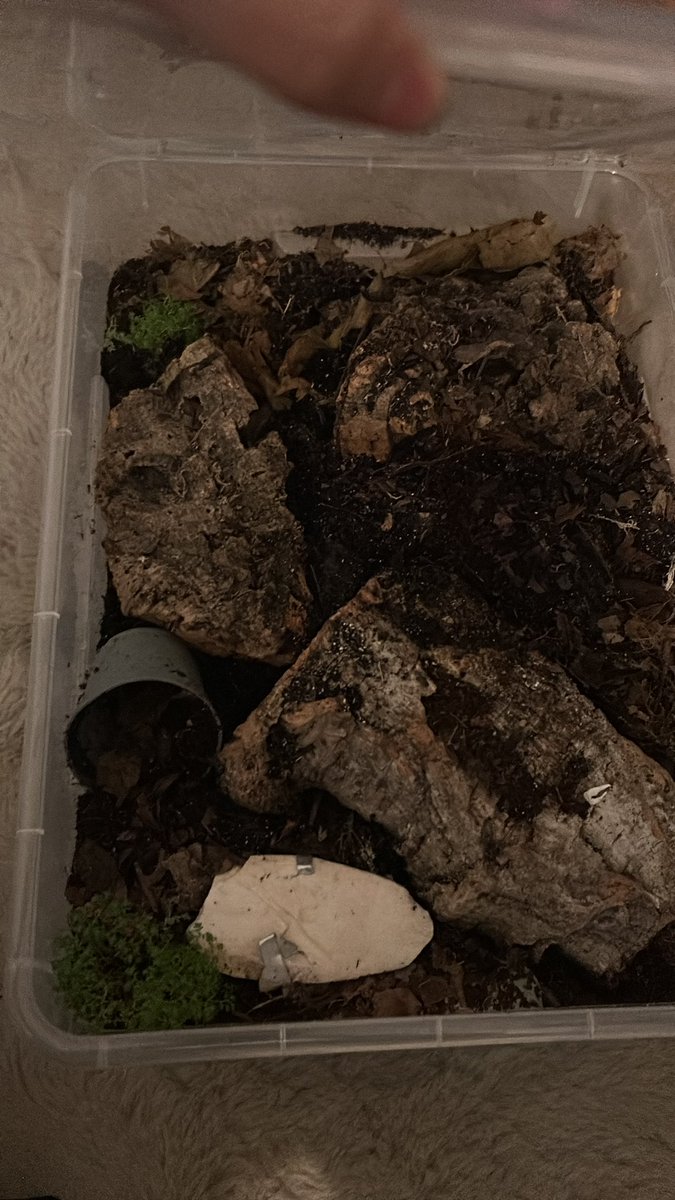 𝜗℘ ༝༝ Ꭰᥲᥒᥒᥡ 𐂯 𓌔𓌔 🎶 tweet media