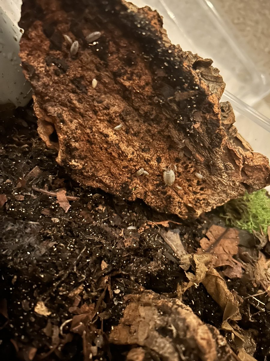 𝜗℘ ༝༝ Ꭰᥲᥒᥒᥡ 𐂯 𓌔𓌔 🎶 tweet media