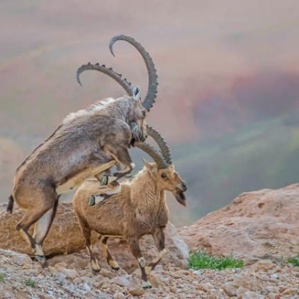 mountain goat tweet media